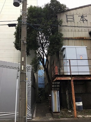 樹木の伐採事例