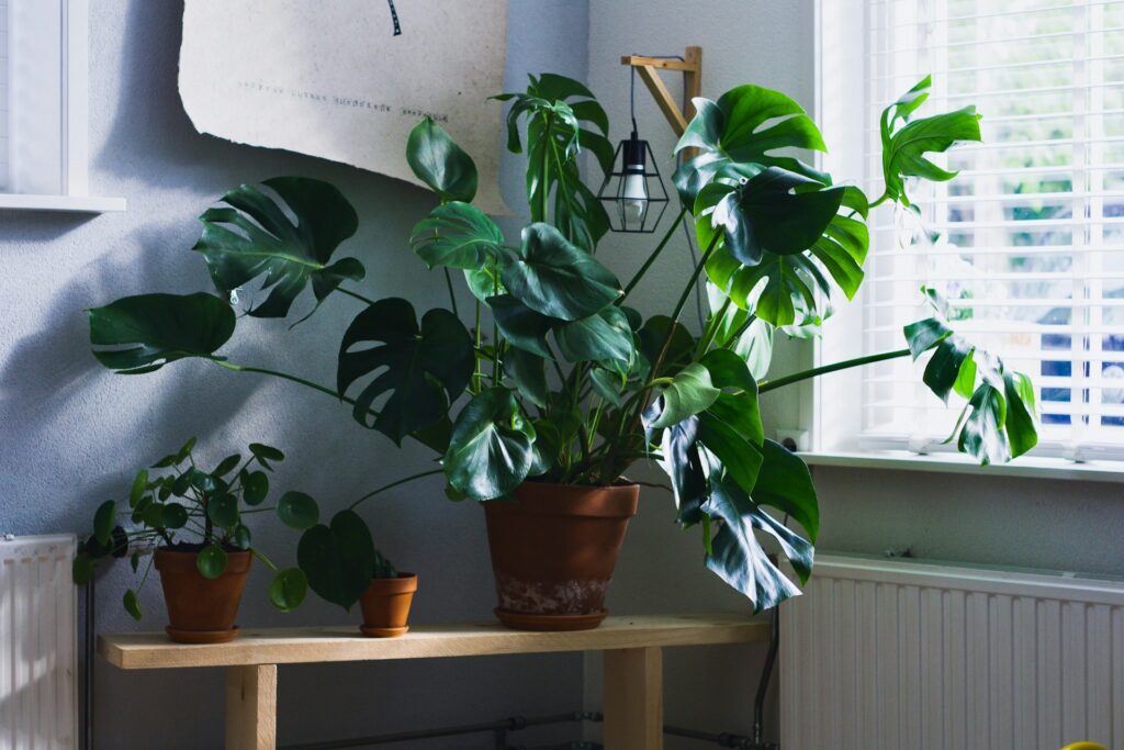 オフィスの風水効果を高める観葉植物の選び方とは？おすすめの観葉植物を7つご紹介