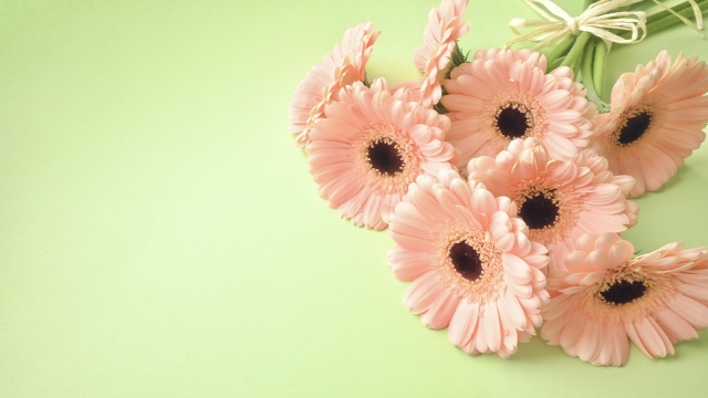 ガーベラ ピンク