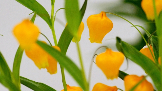 サンダーソニア