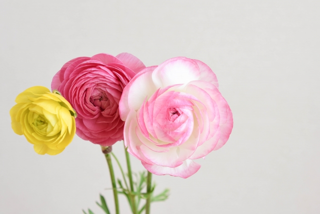 ラナンキュラス