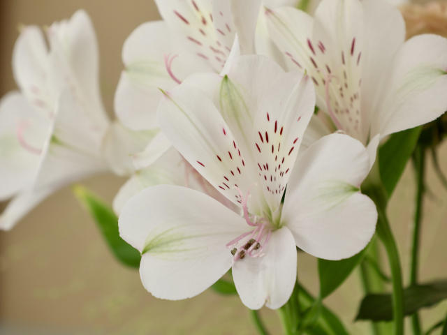 アルストロメリア