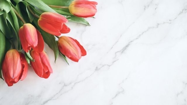 チューリップ 赤