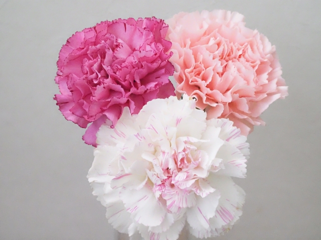 カーネーション