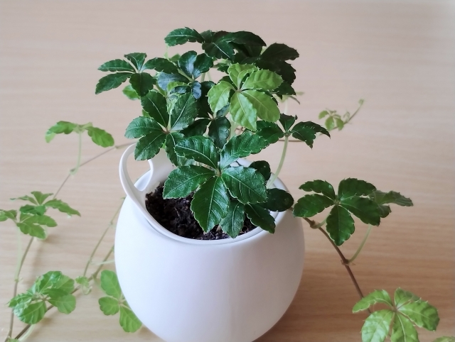 観葉植物