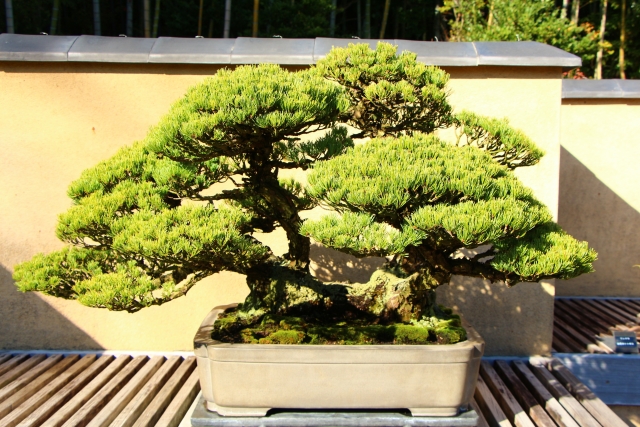 五葉松